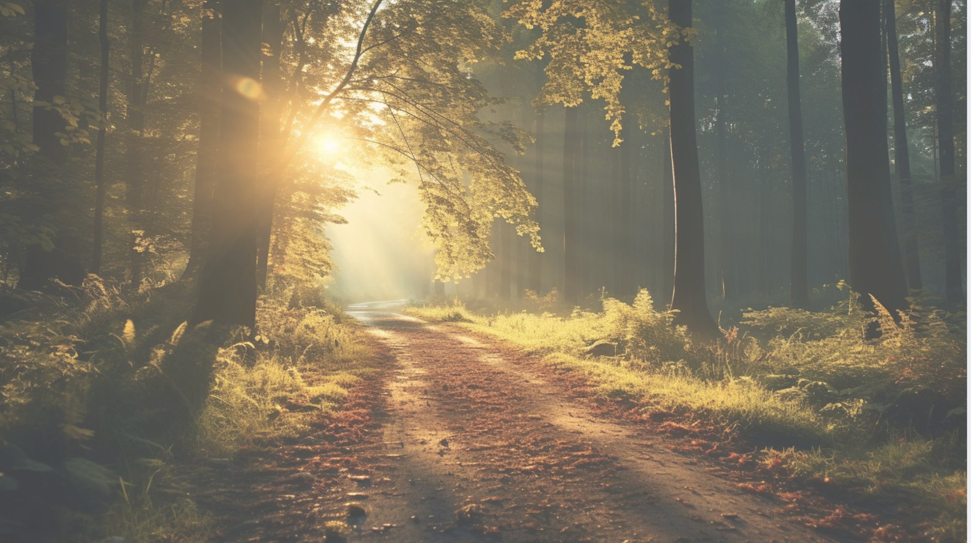 A sunlit forest path
